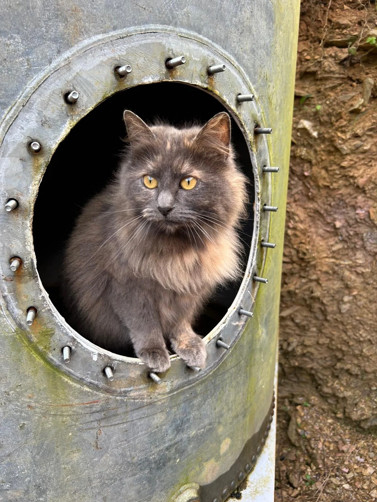 A grey cat peeking through a circular opening outdoors
