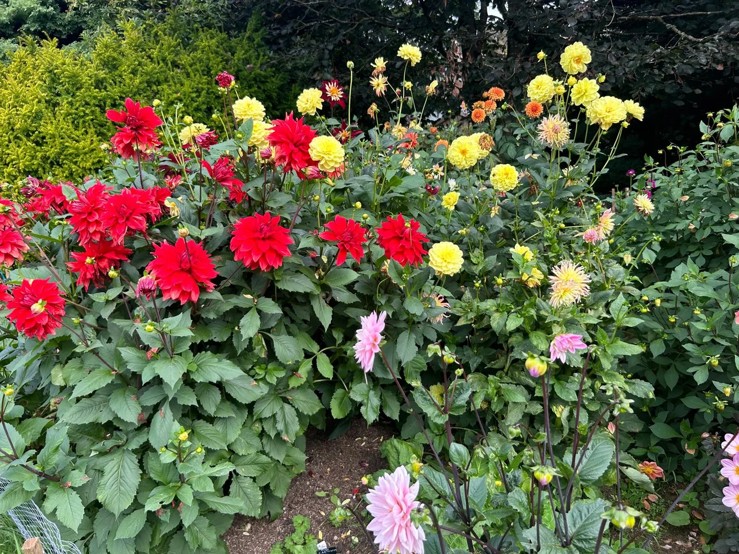 A joyful display of colourful dahlias