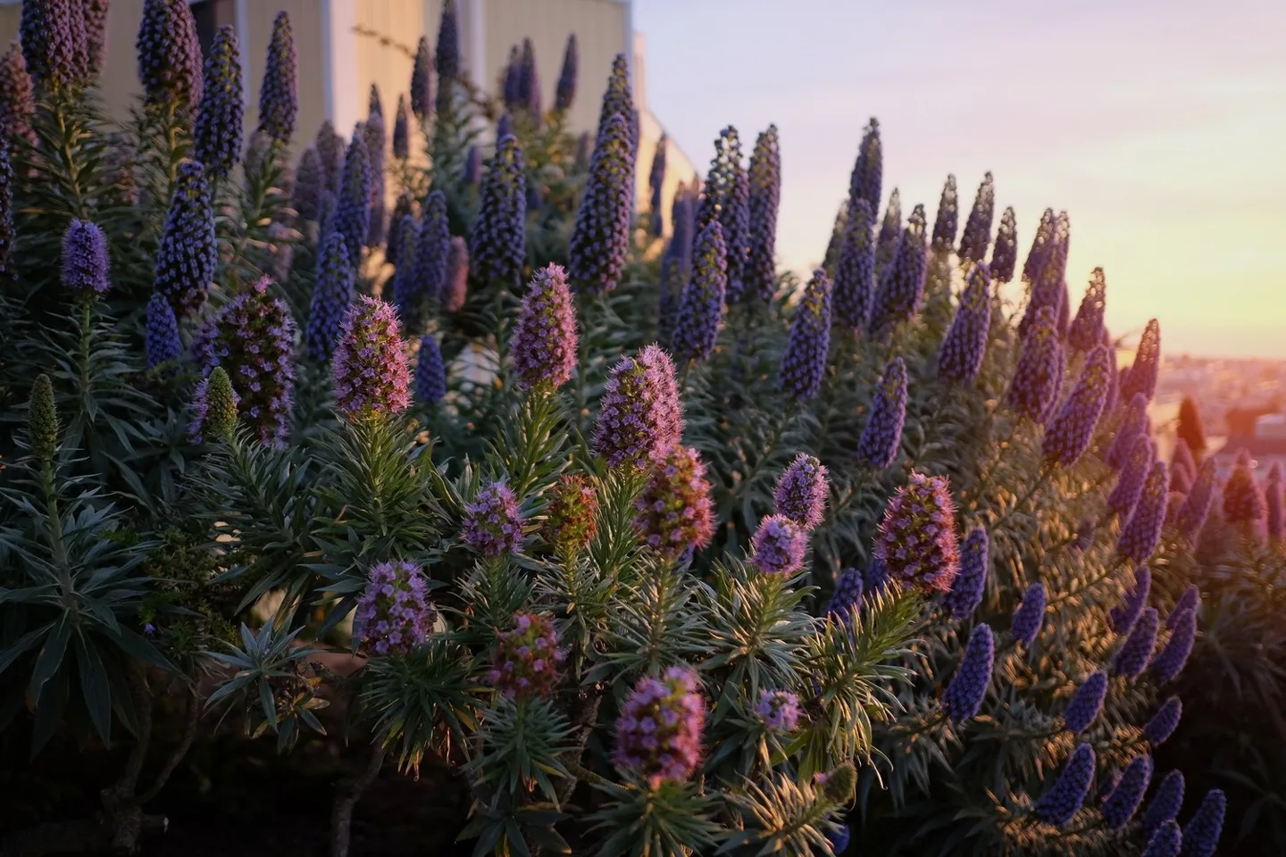 Tall purple flower spikes glowing in the evening light