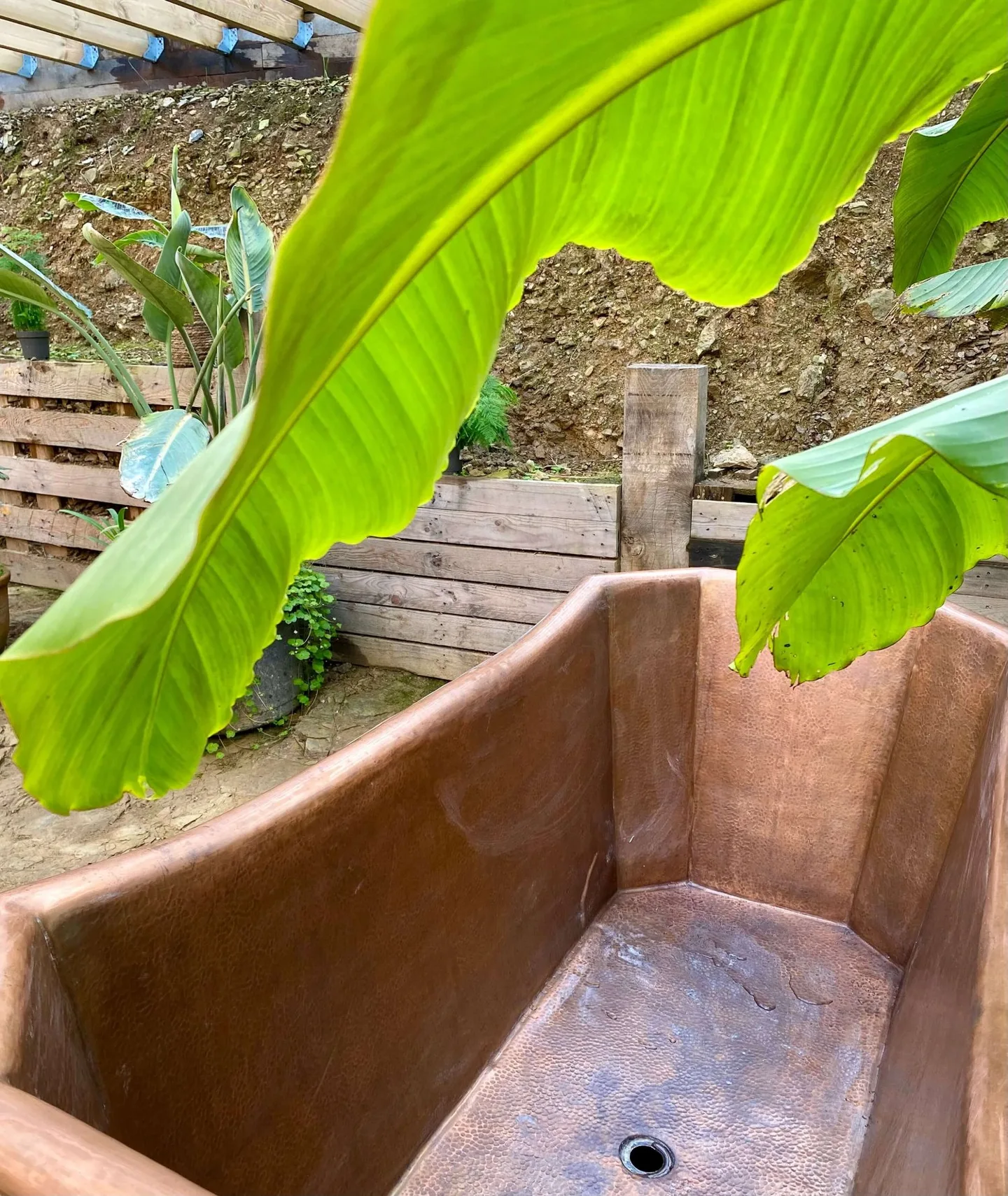 A copper-toned outdoor bath framed by broad Musa banana leaves