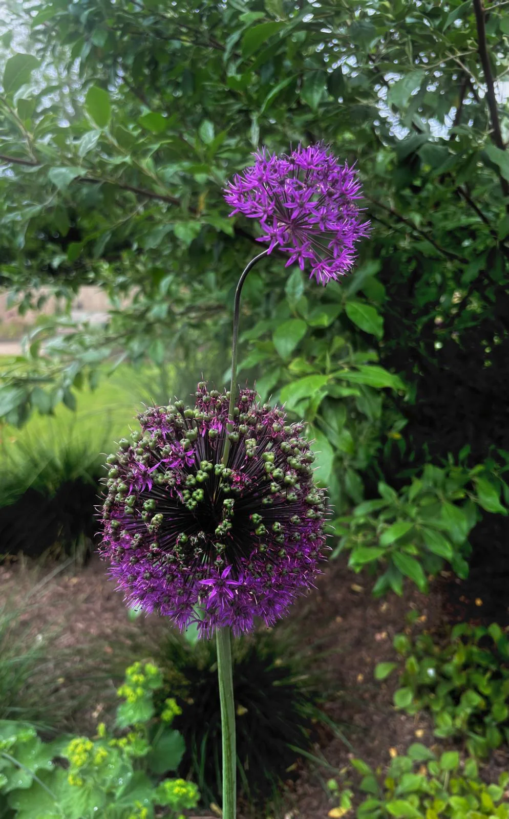 Purple allium flowers rising through a garden border